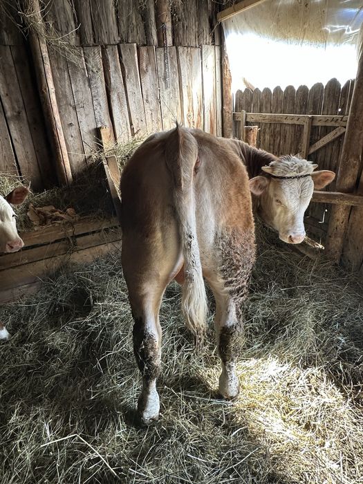 Vand vitel mai multe detali la nr de tel
