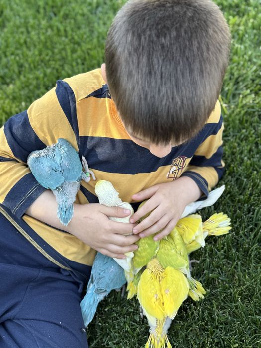 Papagali pui micul alexandru foarte blanzi cu copiii micul alexander