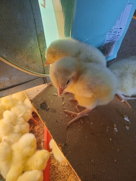 Продам суточный бройлер