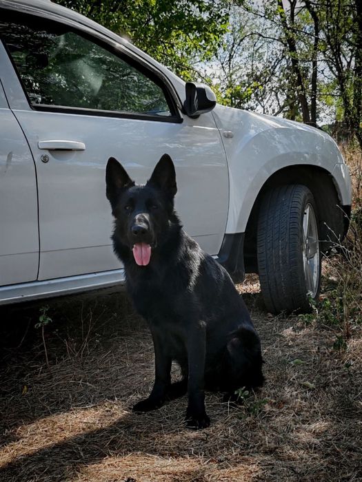 Вязка! Немецкая овчарка Черный
