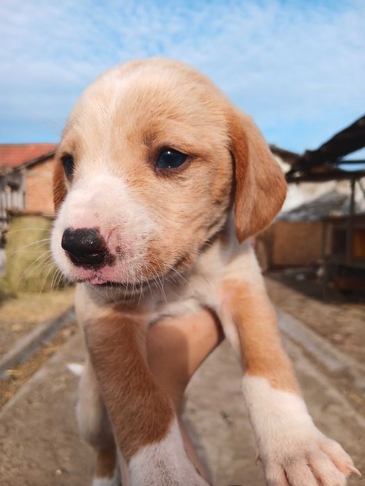 Подарявам кученца