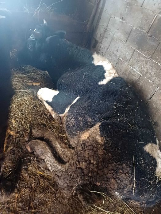 Taur  si o vaca de vânzare