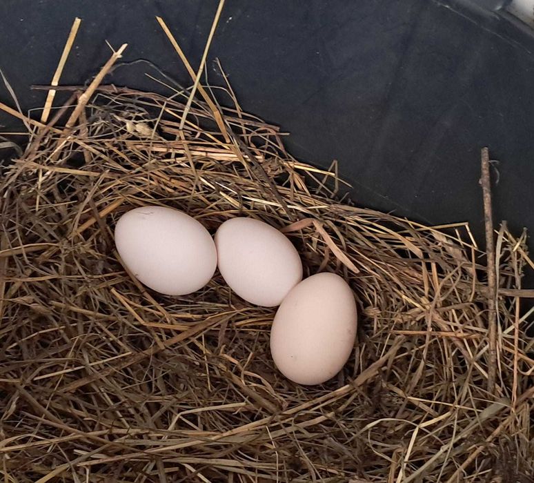 Oua cu precomanda Motata Olandeza