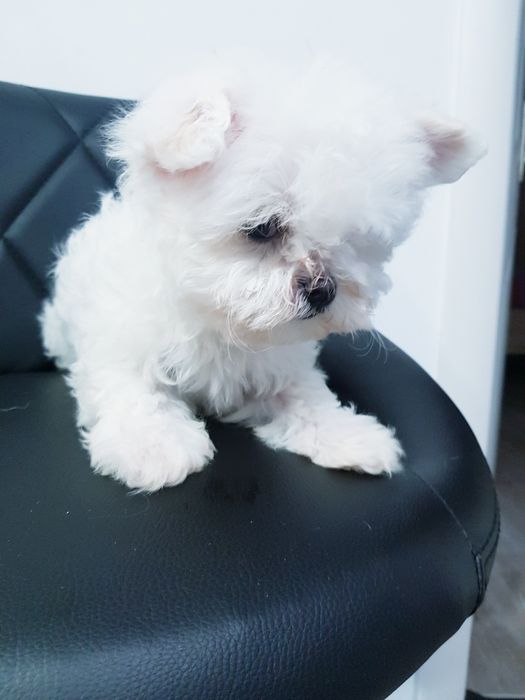 Bichon maltez toy