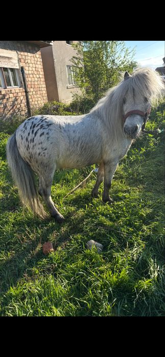 De vanzare poneu de 5 ani castrat invatat cu copiii garantat la calarie si trasura fff bland mai multe det la tel