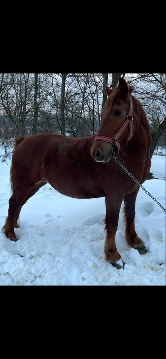 Schimb iapa cu vaca cu vitel
