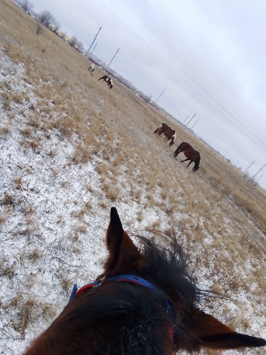 Кымыз кымыз кымыз