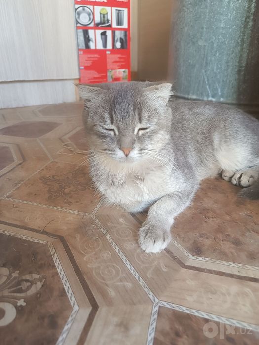 Котята бесплатно
