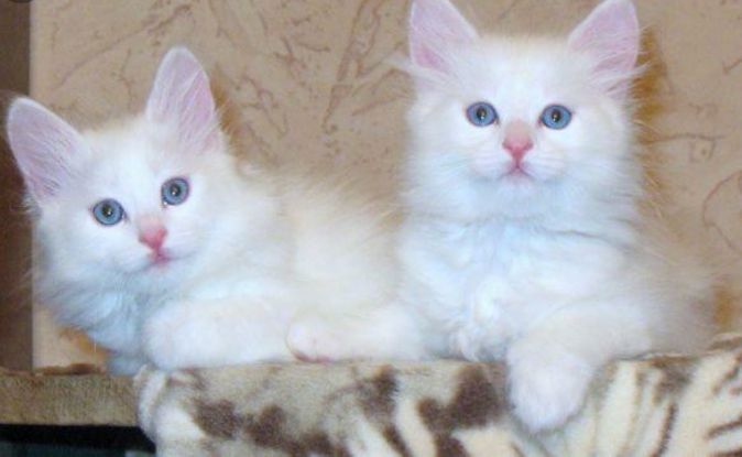 Чиройли мушукчалар