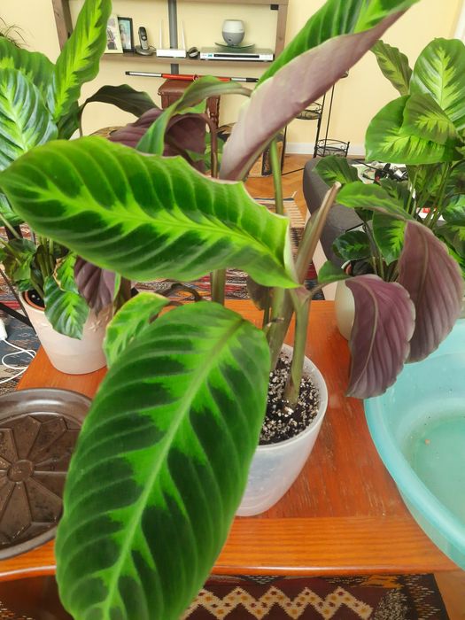 Flori tropicale Calathea, Ctenante si Maranta cu colorit deosebit.