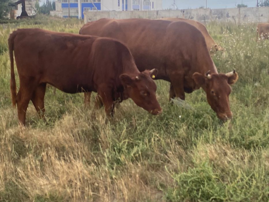Продам   оптом  10 голов  ( коровы. ,телята ,  быки)