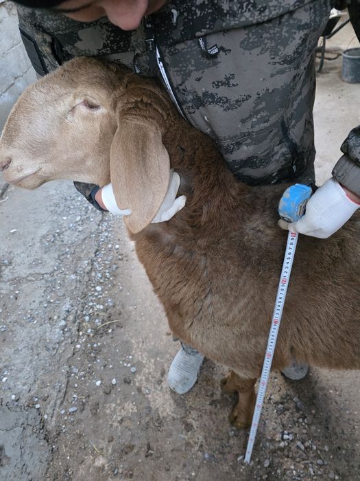 Тұсақ и қошқар сатылады.