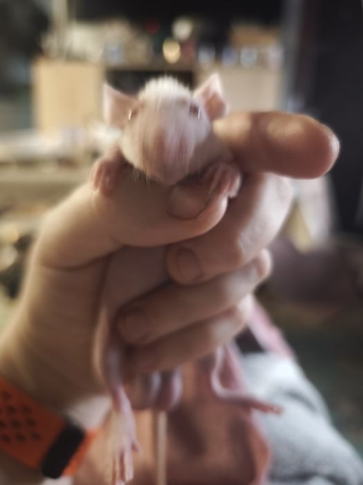 Лысые крысята , морщинки