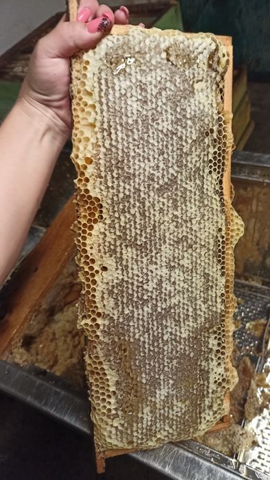 Пчелен мед реколта 2025