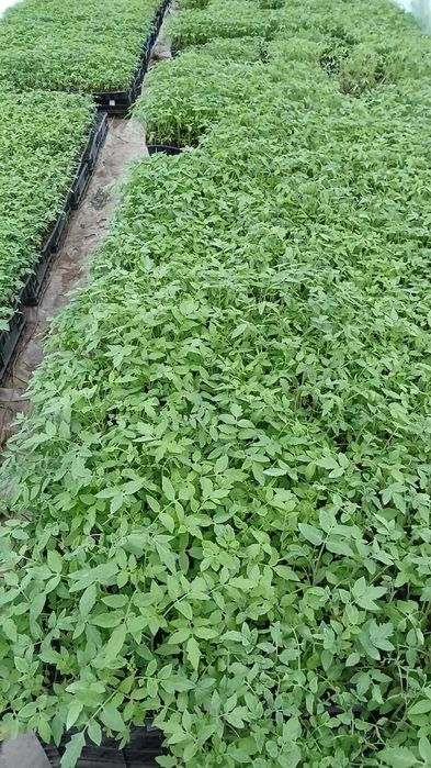 Разсад домат, краставици, зеле и др.