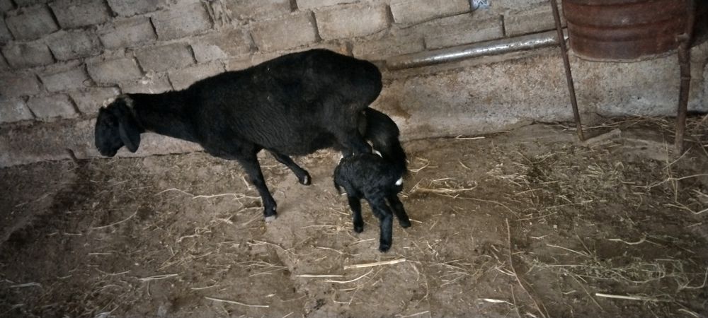 15 декабр да тугди