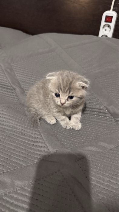 Продам шотландских котят