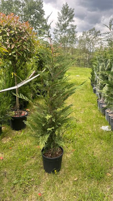 Leylandii chiparod Gard viu