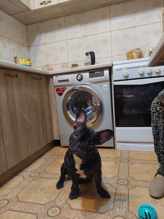 Ищем девочку для вязки с французиком