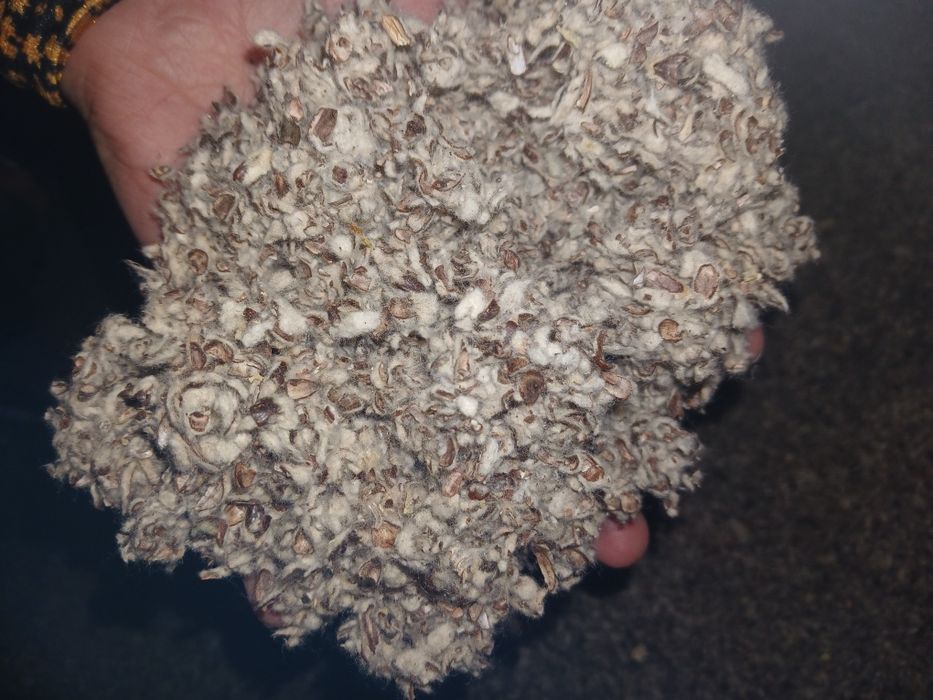 Yem shulixa mollarga