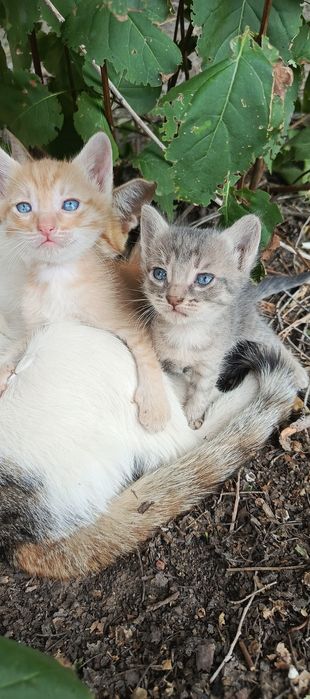 Котята отдам котят