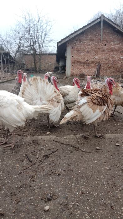 Пуяци и пуйки!!!