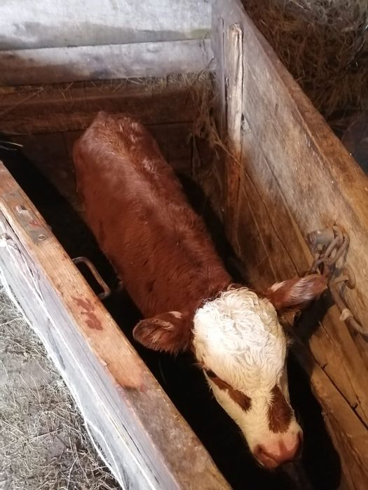 Бычок теленок корова сиыр бука бұқа