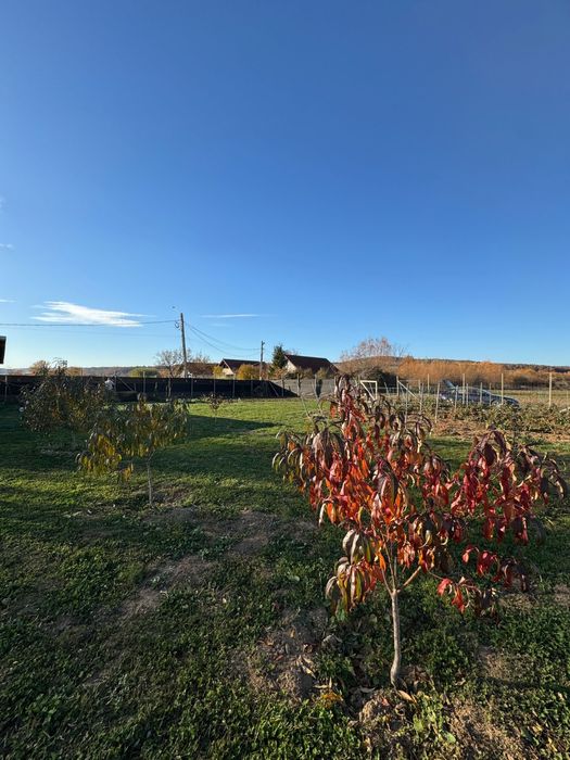 Vând teren intravilan în com.Ineu, Bihor