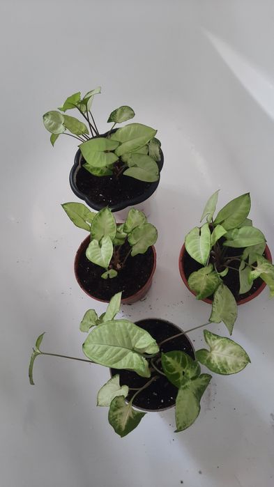 Продам сингониум