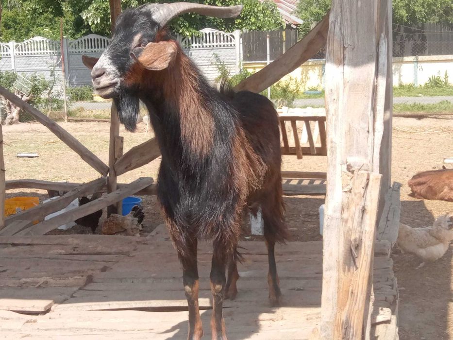 Vând doi Țapi de prasila