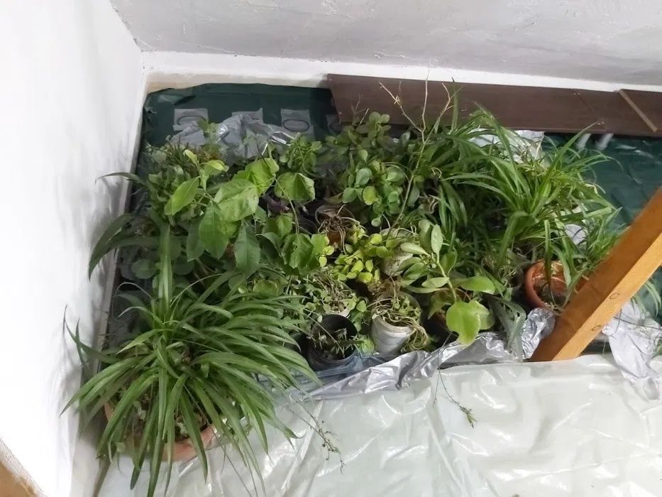 Flori , Monstera , Aloe Vera , Dracena , Leandru , Kalanchoe , Palmier