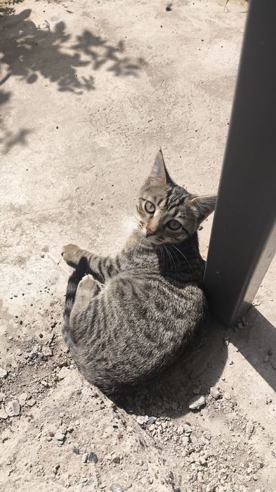Отдам двух котят в добрые руки