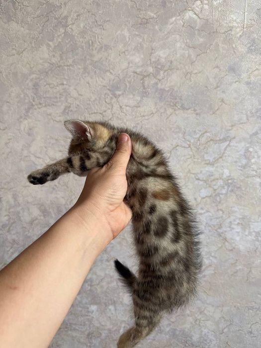 Бенгальский котенок мальчик и девушка