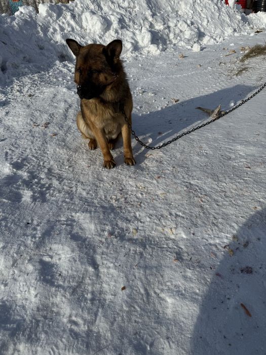 Вязка немечкой овчарки