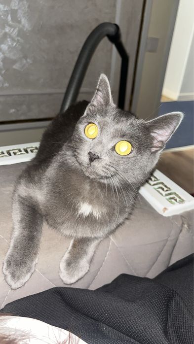 Котенокк Девочка