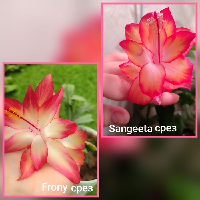 Распродажа Шлюмбергеры Декабристы