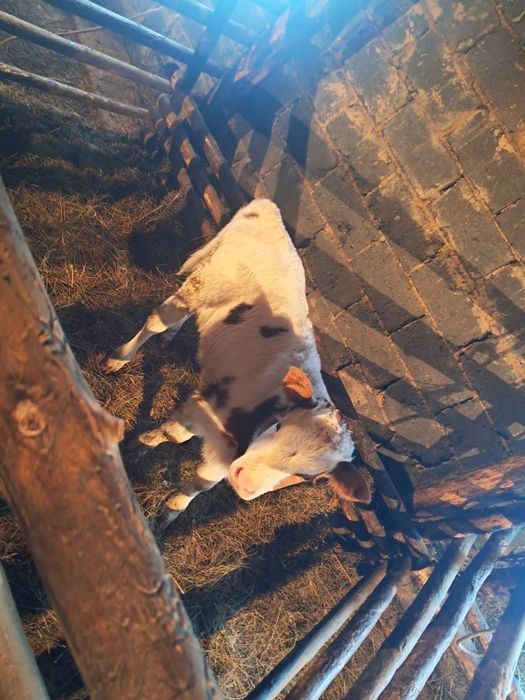 Сиырлар сатылады