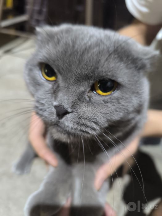 Продается Шотландская Scottish Fold