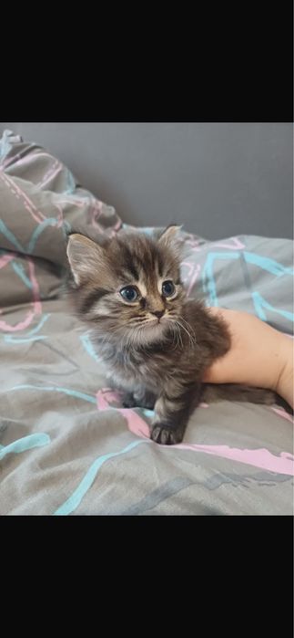 Отдам котят бесплатно