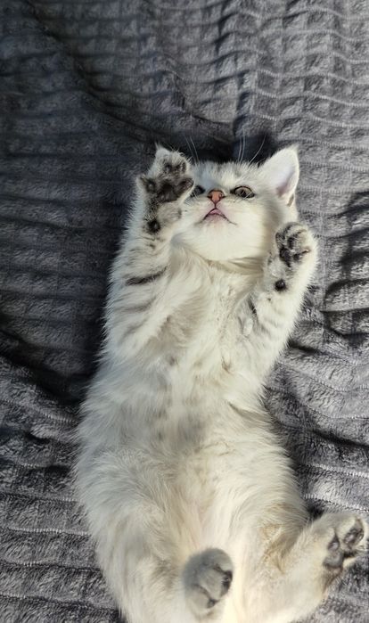 Скоттиш страйт шиншилла девочка