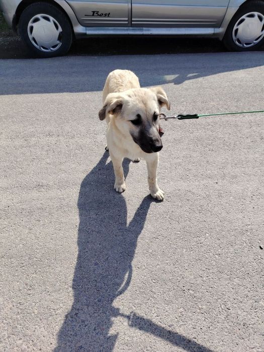 Здоровые  собачата ждут своих хозяев