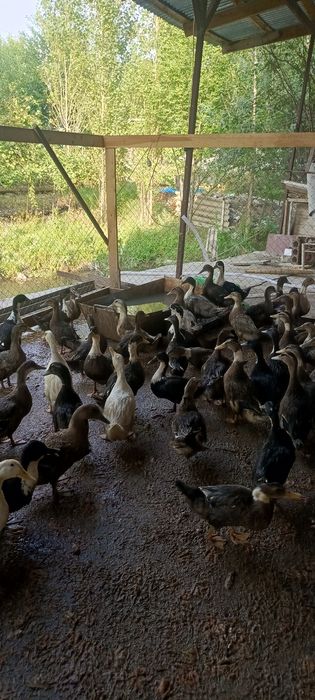 O'rdaklar sotuladi har xil zotli 100 kunlik