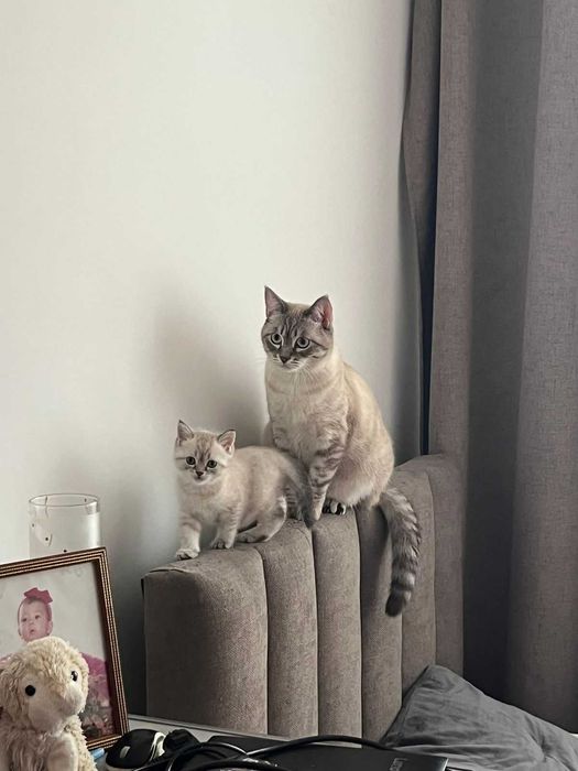 Продам Британского котенка - девочку