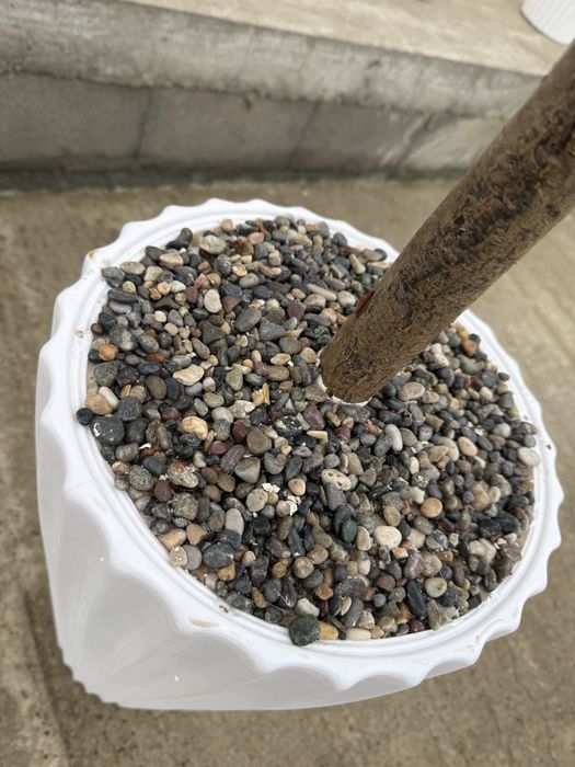 Декоративно дърво 2метра със саксия