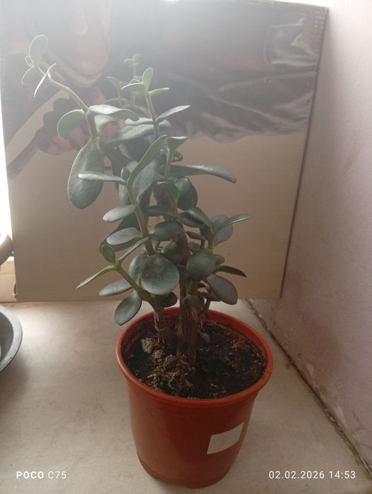 Продаю денежное дерево недорого