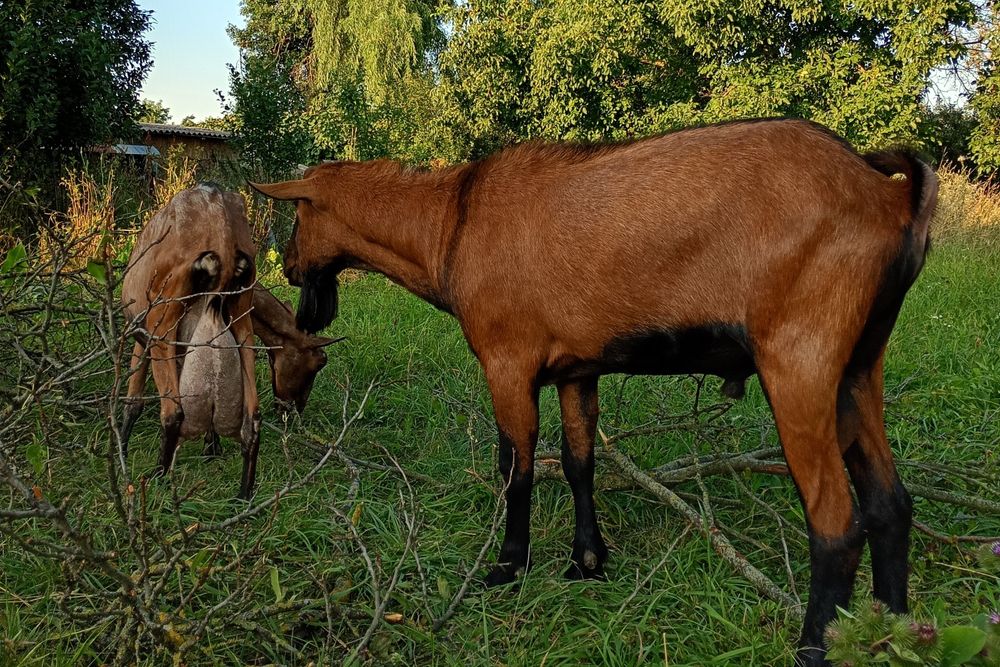 Capre Alpina Franceza, capre și țapi