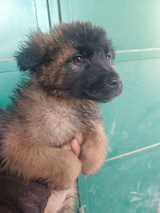 Щенки в добрые руки