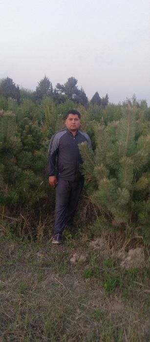 Киримиски сасна дастафка бор