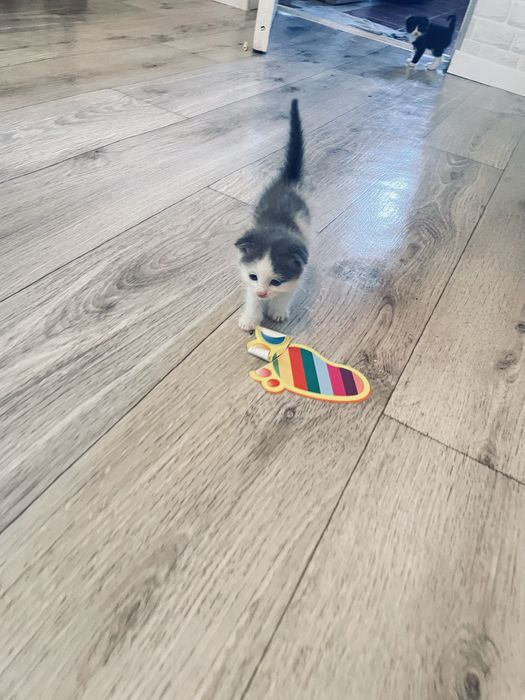 Отдам даром кошку