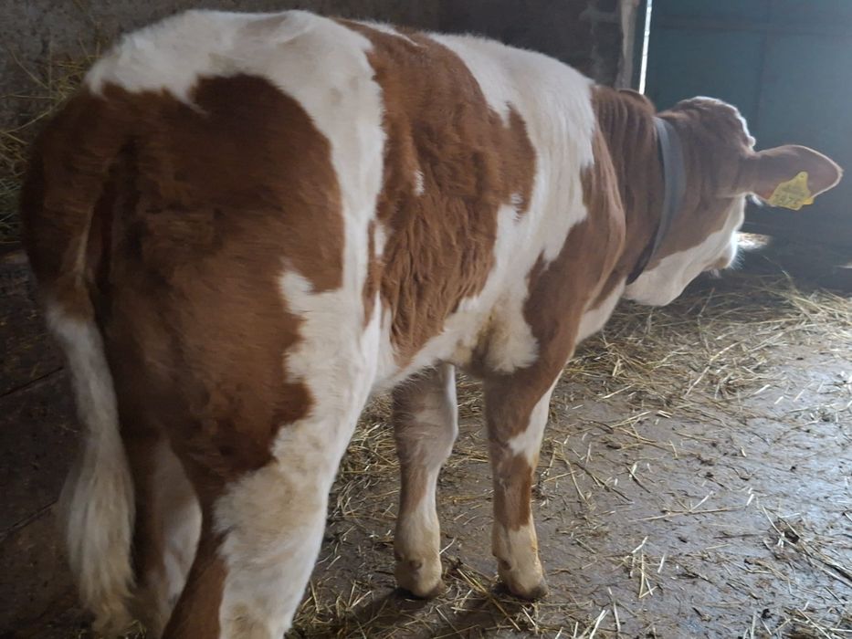 Vând vițea bălțată